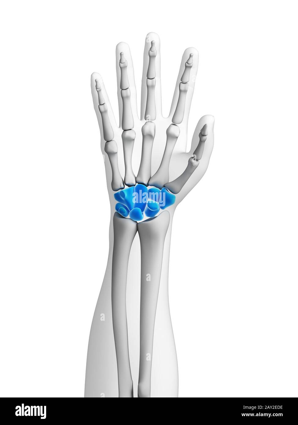 Rendering 3d - illustrazione delle ossa della mano Foto Stock