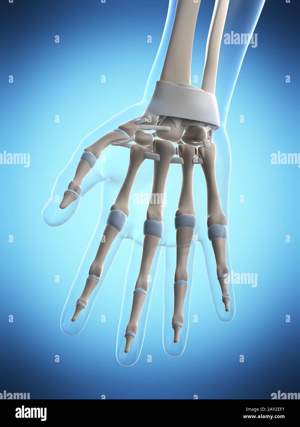 3d reso illustrazione del maschio scheletro Foto Stock