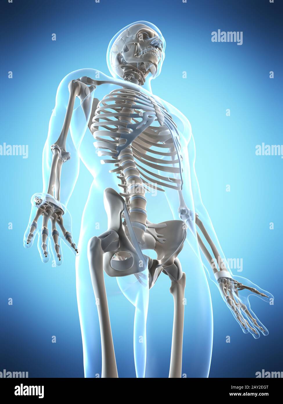 3d reso illustrazione del maschio scheletro Foto Stock