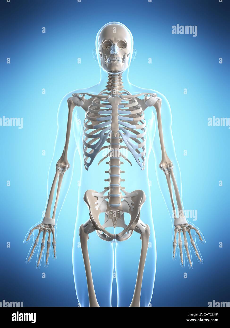 3d reso illustrazione del maschio scheletro Foto Stock