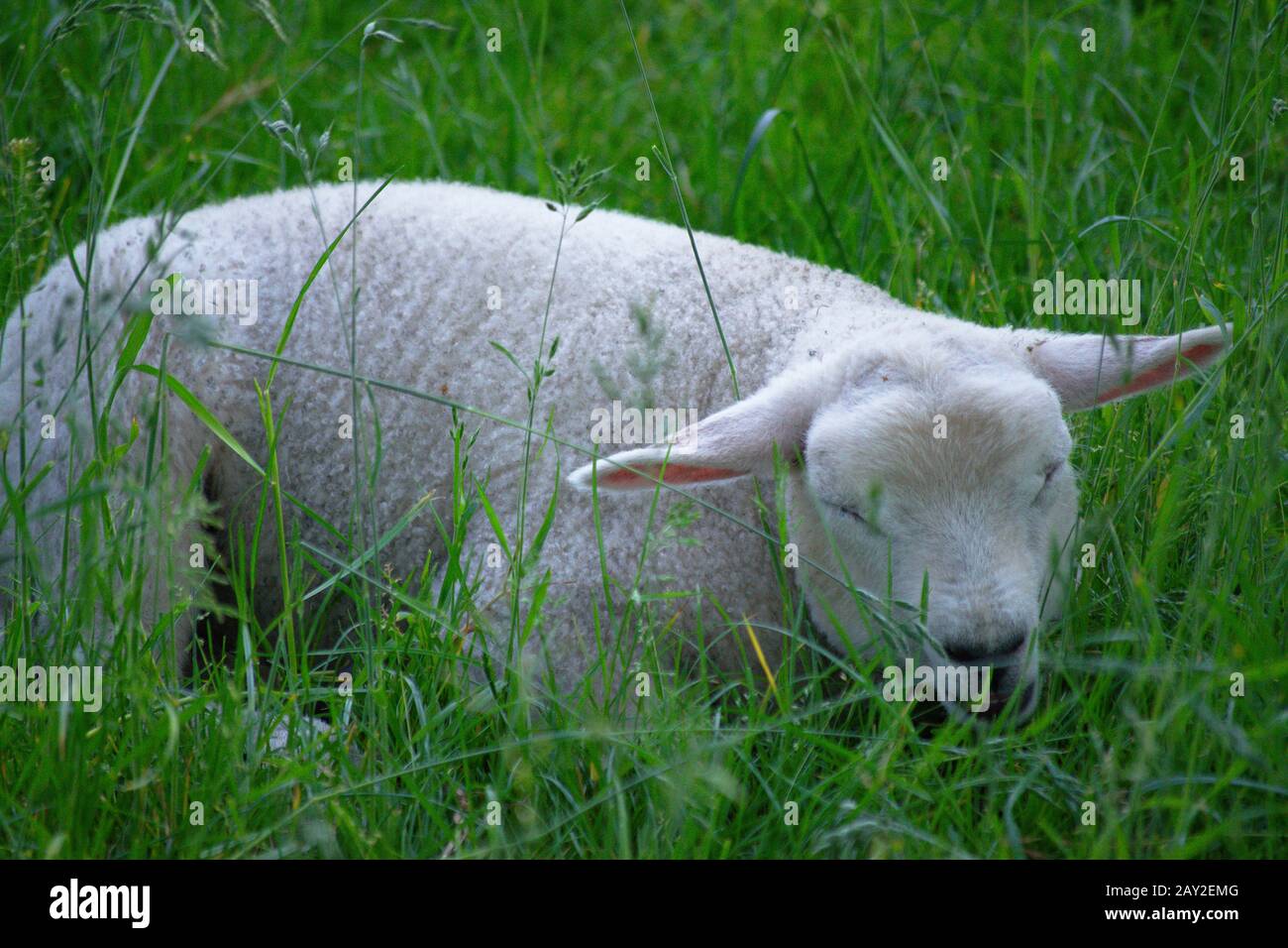 Un piccolo agnello giovane che prende un pisolino in un campo verde lussureggiante Foto Stock