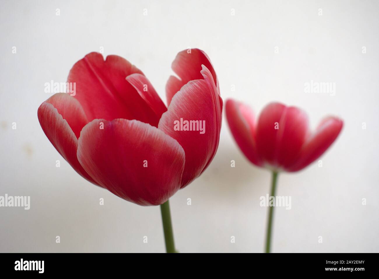 Vista closeup di due tulipani con uno sfondo chiaro Foto Stock
