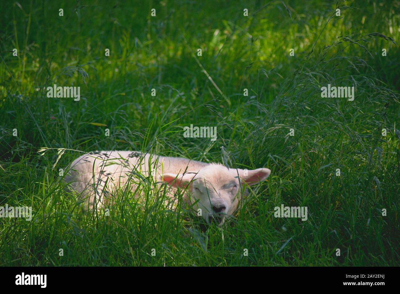 Agnello nascosto nascosto in un'erba alta Foto Stock