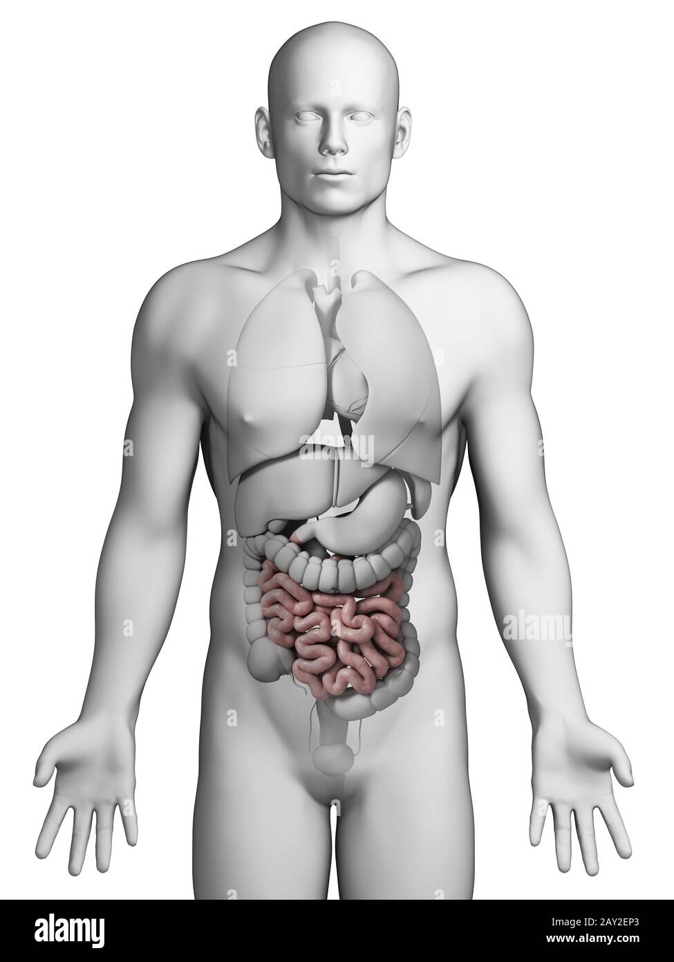 3d reso illustrazione - piccolo intestino Foto Stock