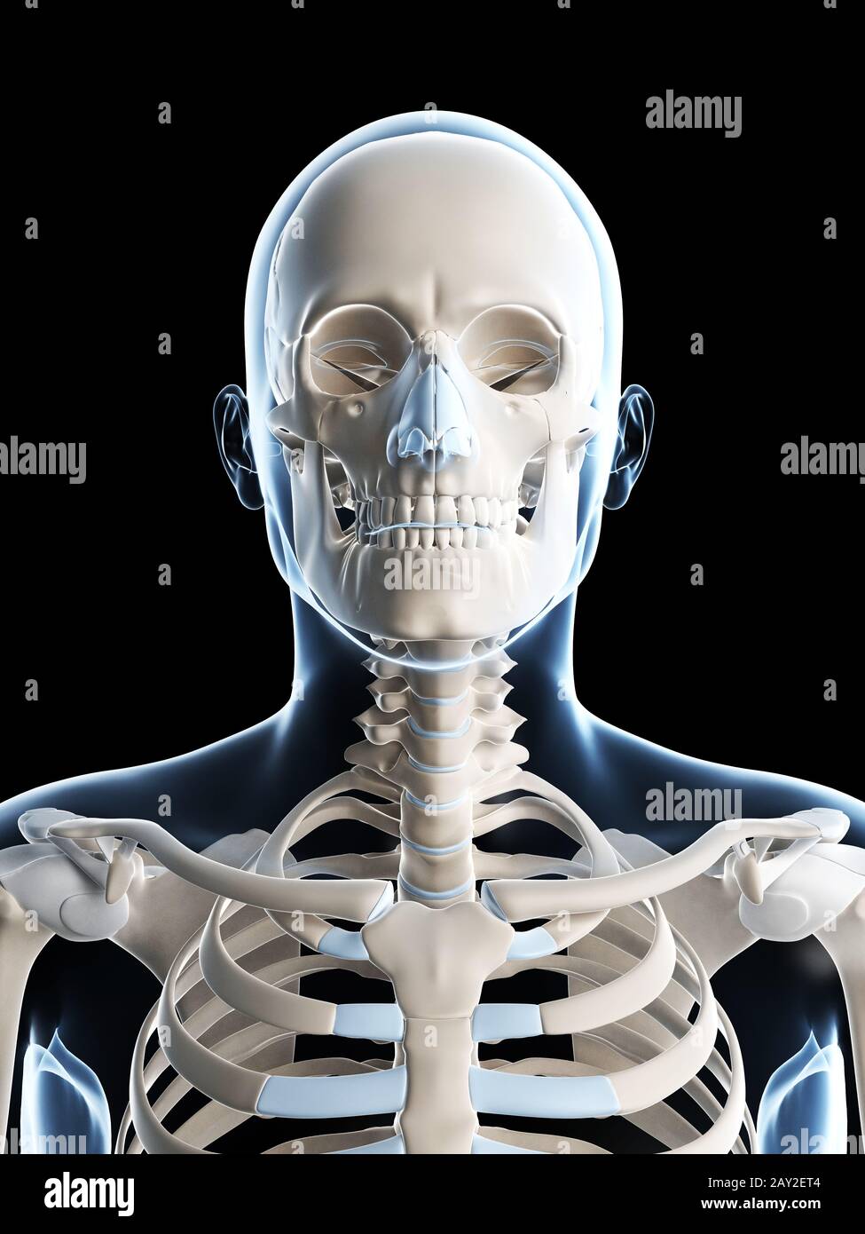 3d reso illustrazione del maschio scheletro Foto Stock