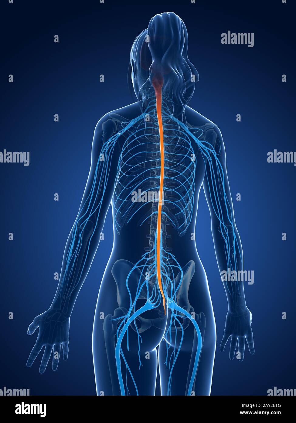 Rendering 3d Illustrazione medica - il midollo spinale Foto Stock