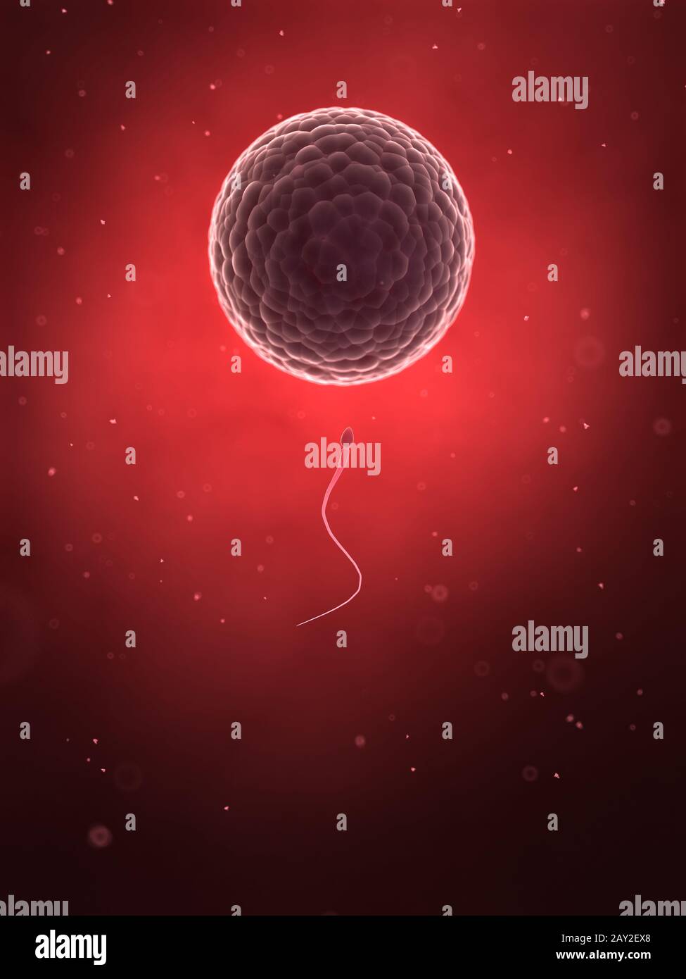 3d reso illustrazione di spermi e una cellula uovo Foto Stock