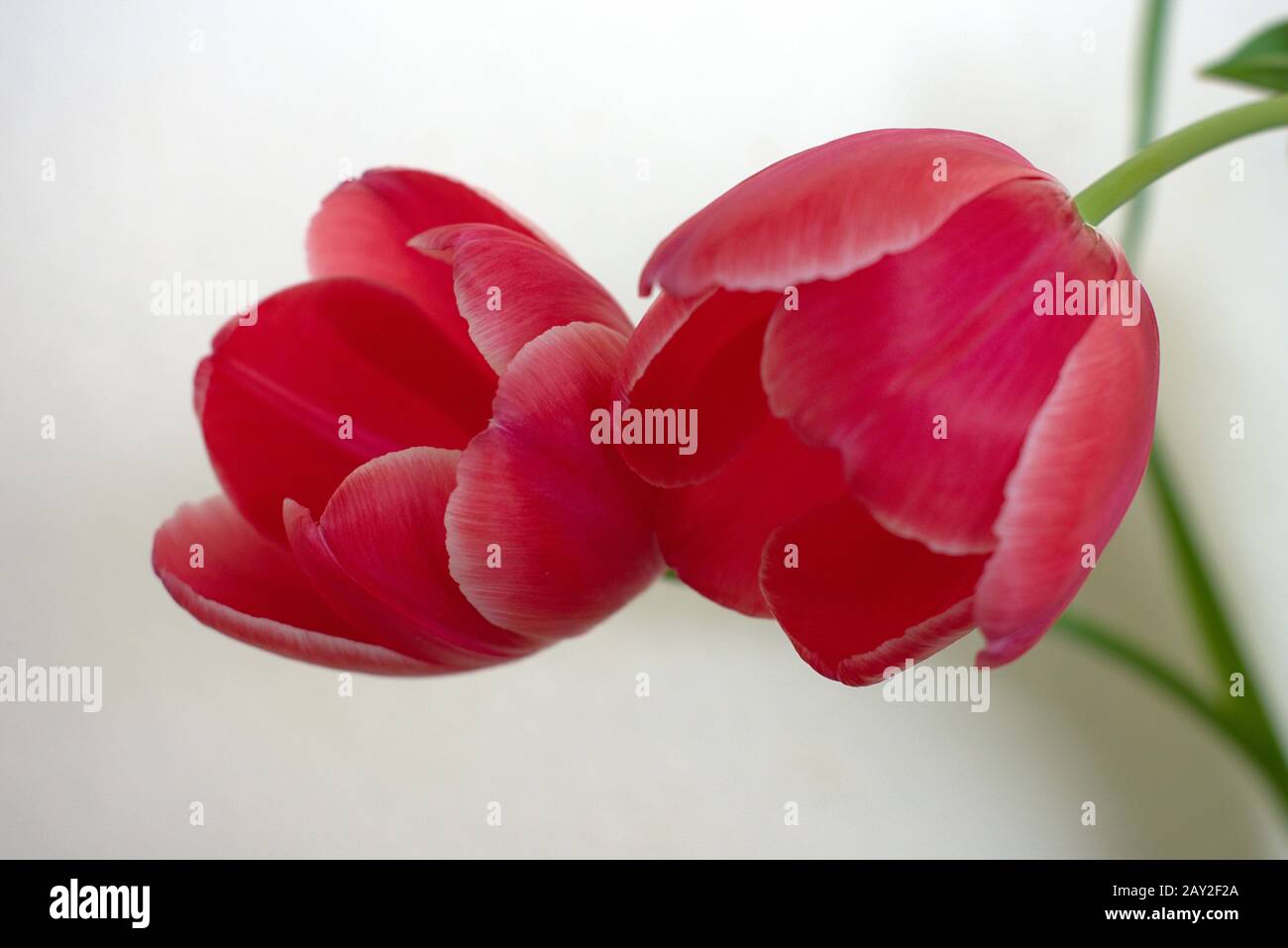 Vista closeup di due tulipani Che Crescono Nella Stessa Direzione con uno sfondo chiaro Foto Stock