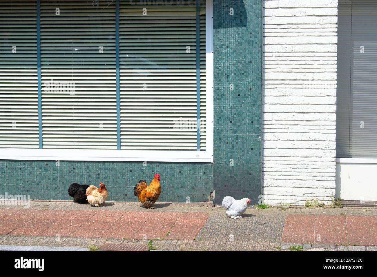 Pollo e gallo in un ambiente urbano Foto Stock