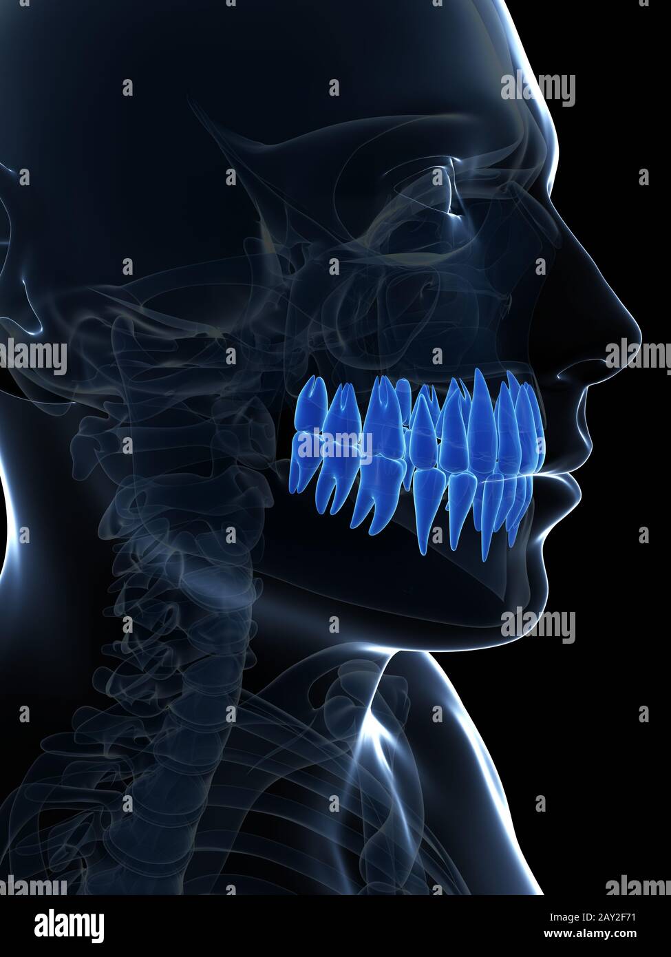 3d reso illustrazione dei denti Foto Stock