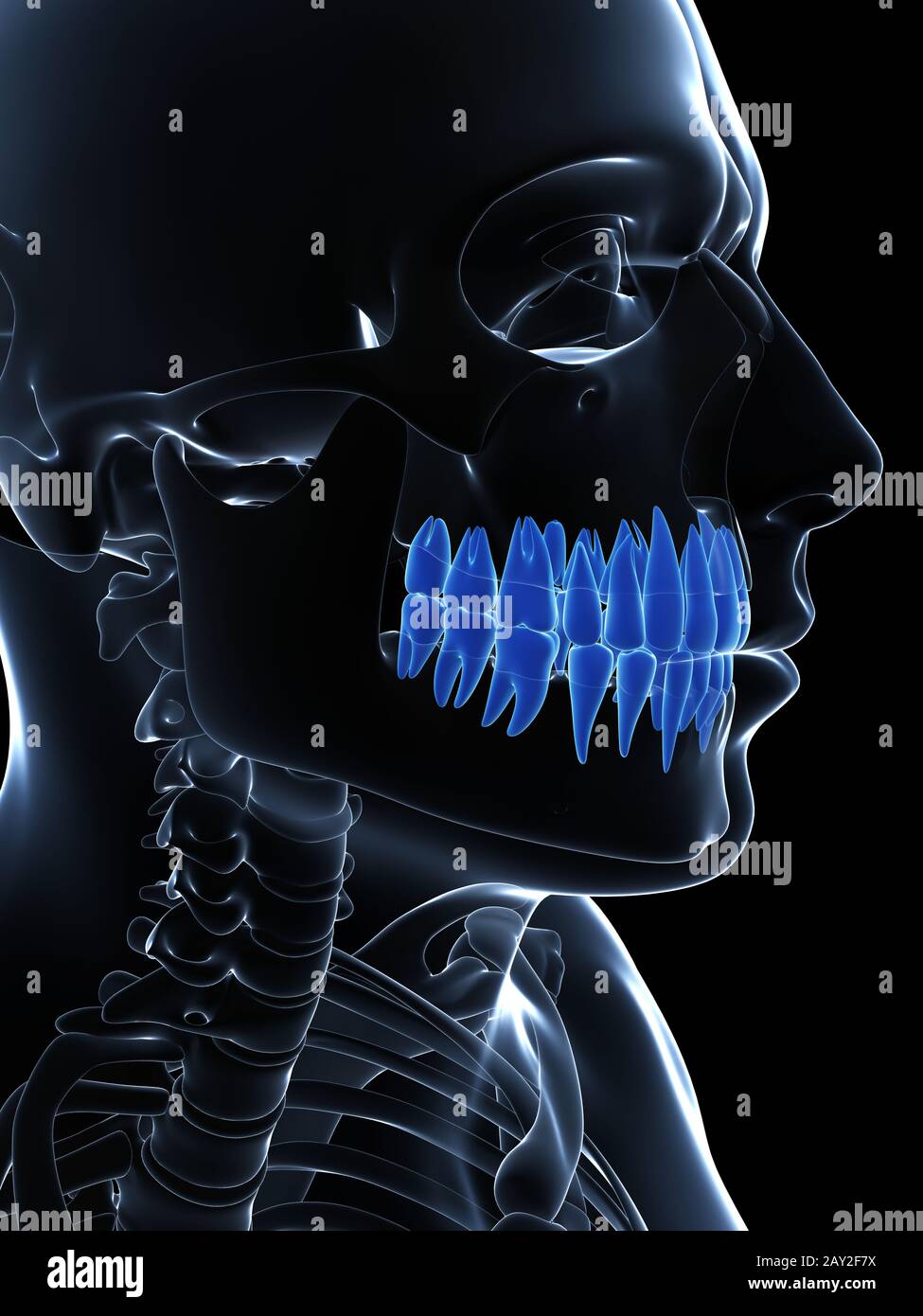 3d reso illustrazione dei denti Foto Stock