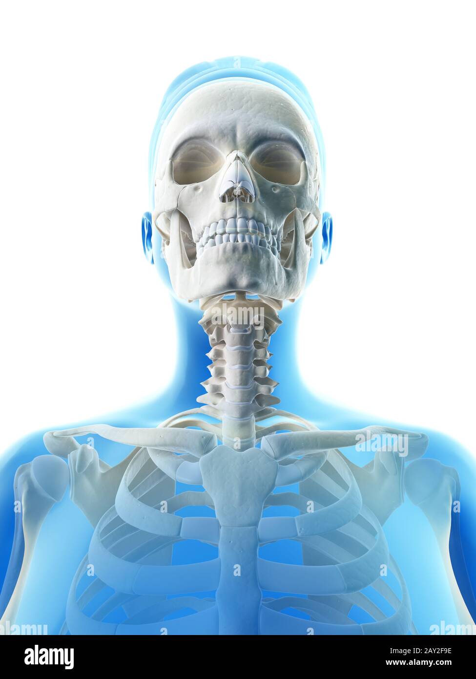 Resi illustrazione del cranio femmina Foto Stock