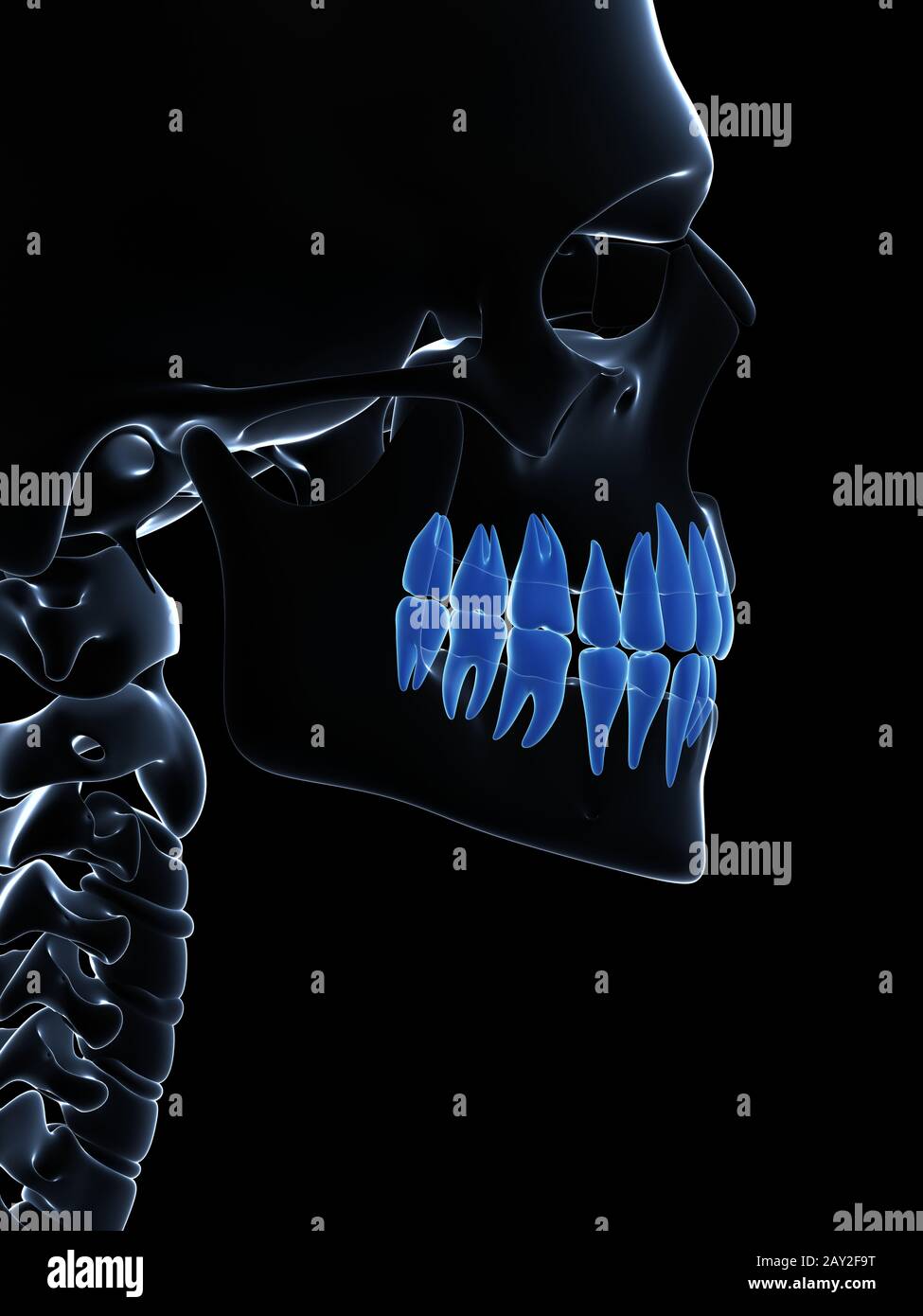3d reso illustrazione dei denti Foto Stock