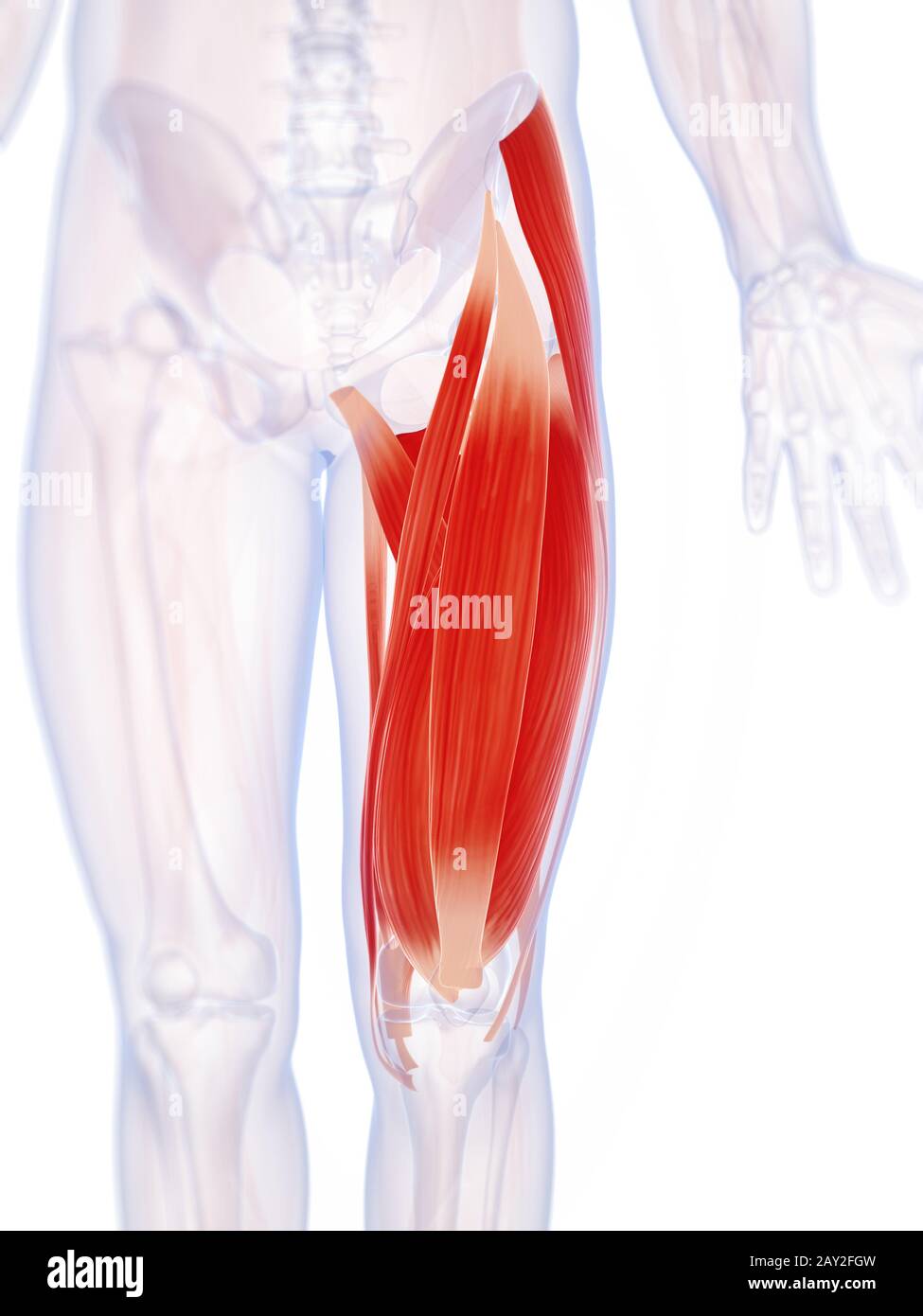 3d reso illustrazione della parte superiore della gamba alla muscolatura Foto Stock
