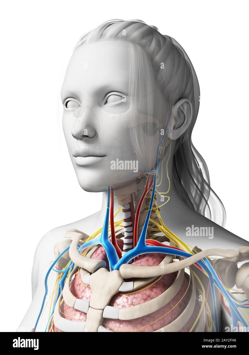 3d reso illustrazione dell'anatomia femminile Foto Stock