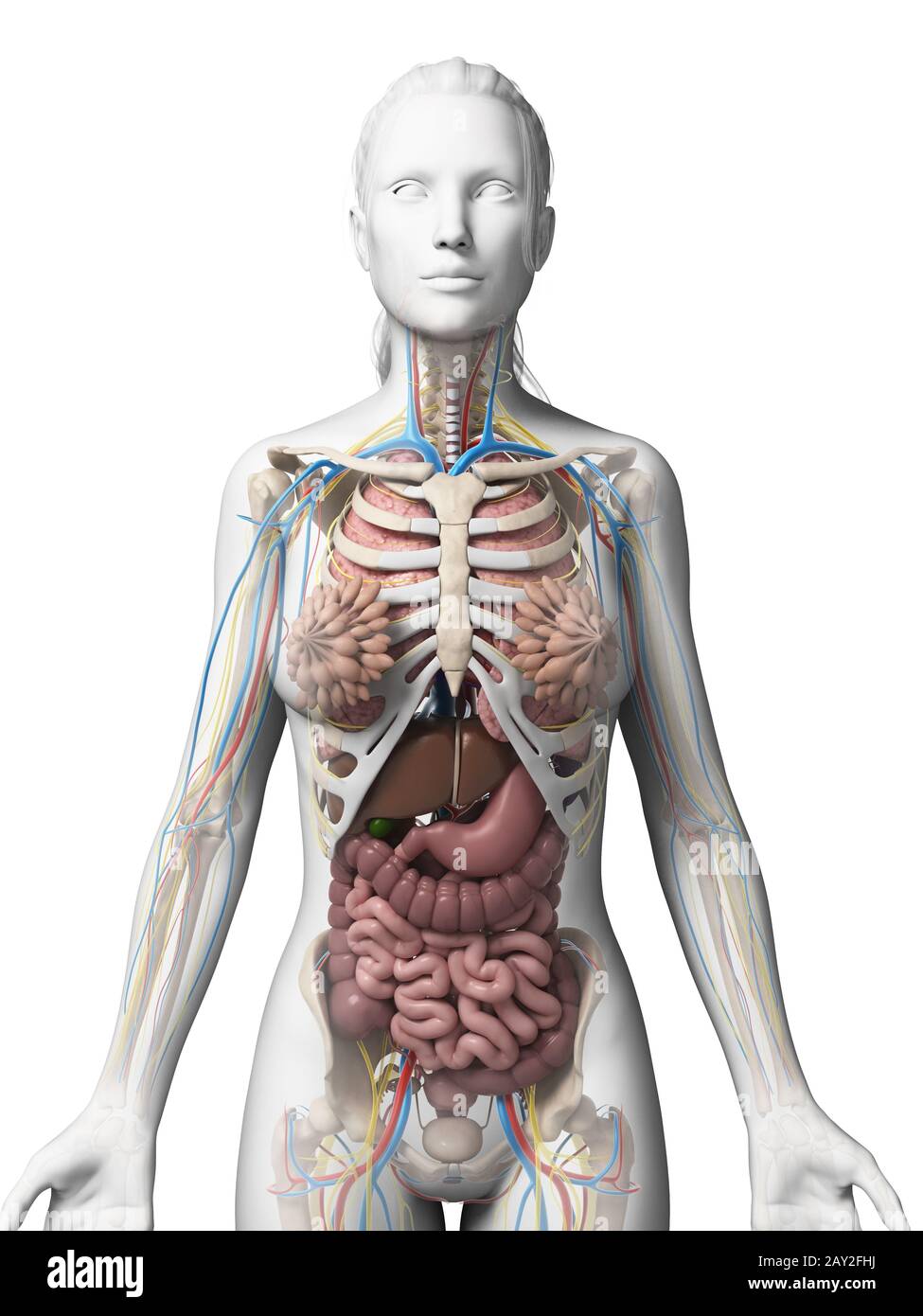 3d reso illustrazione dell'anatomia femminile Foto Stock