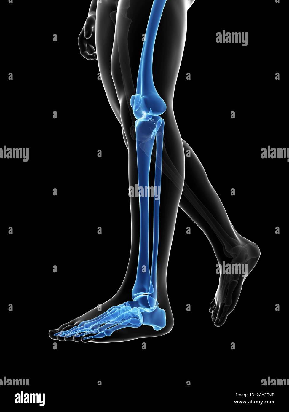 Rendering 3d Illustrazione medica - ossa delle gambe Foto Stock