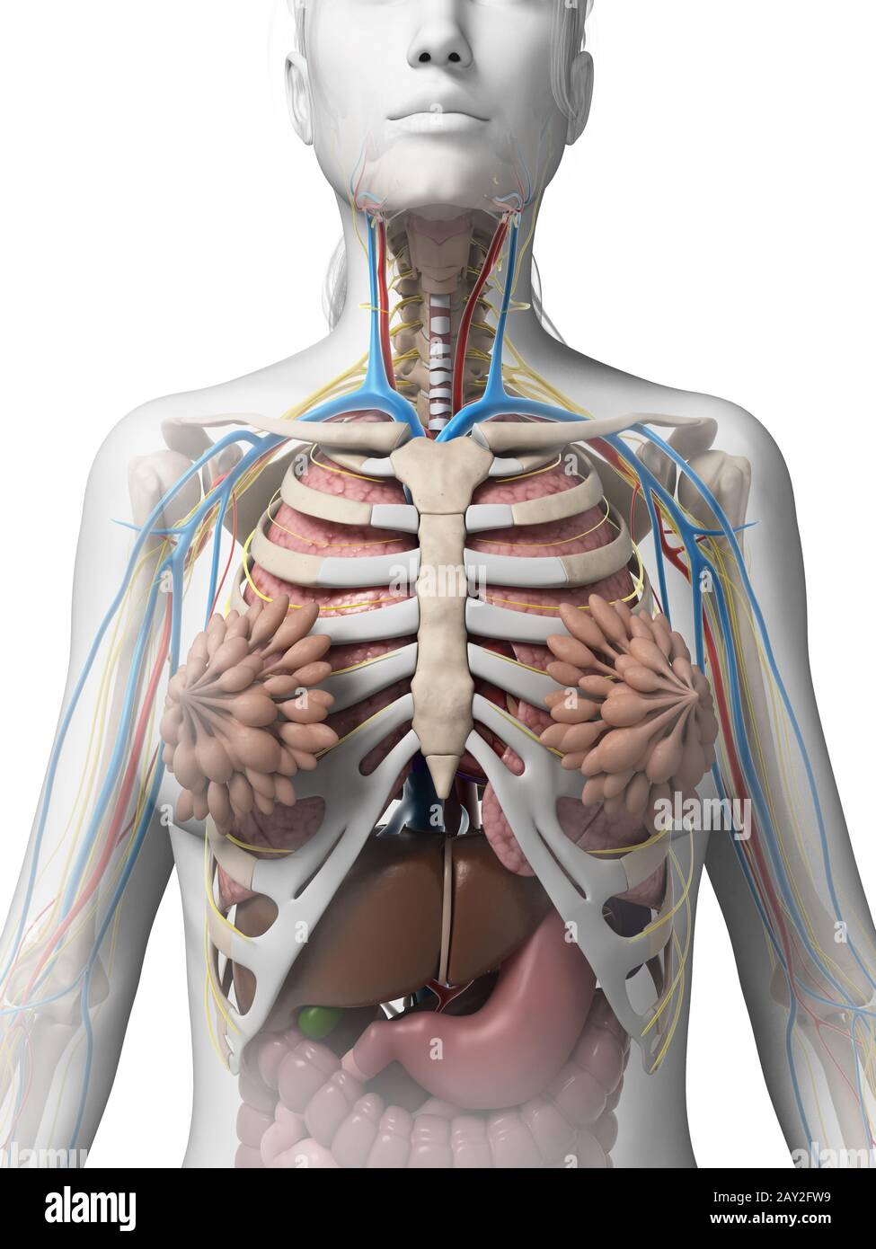 3d reso illustrazione dell'anatomia femminile Foto Stock