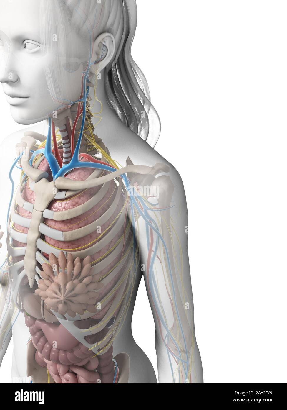 3d reso illustrazione dell'anatomia femminile Foto Stock