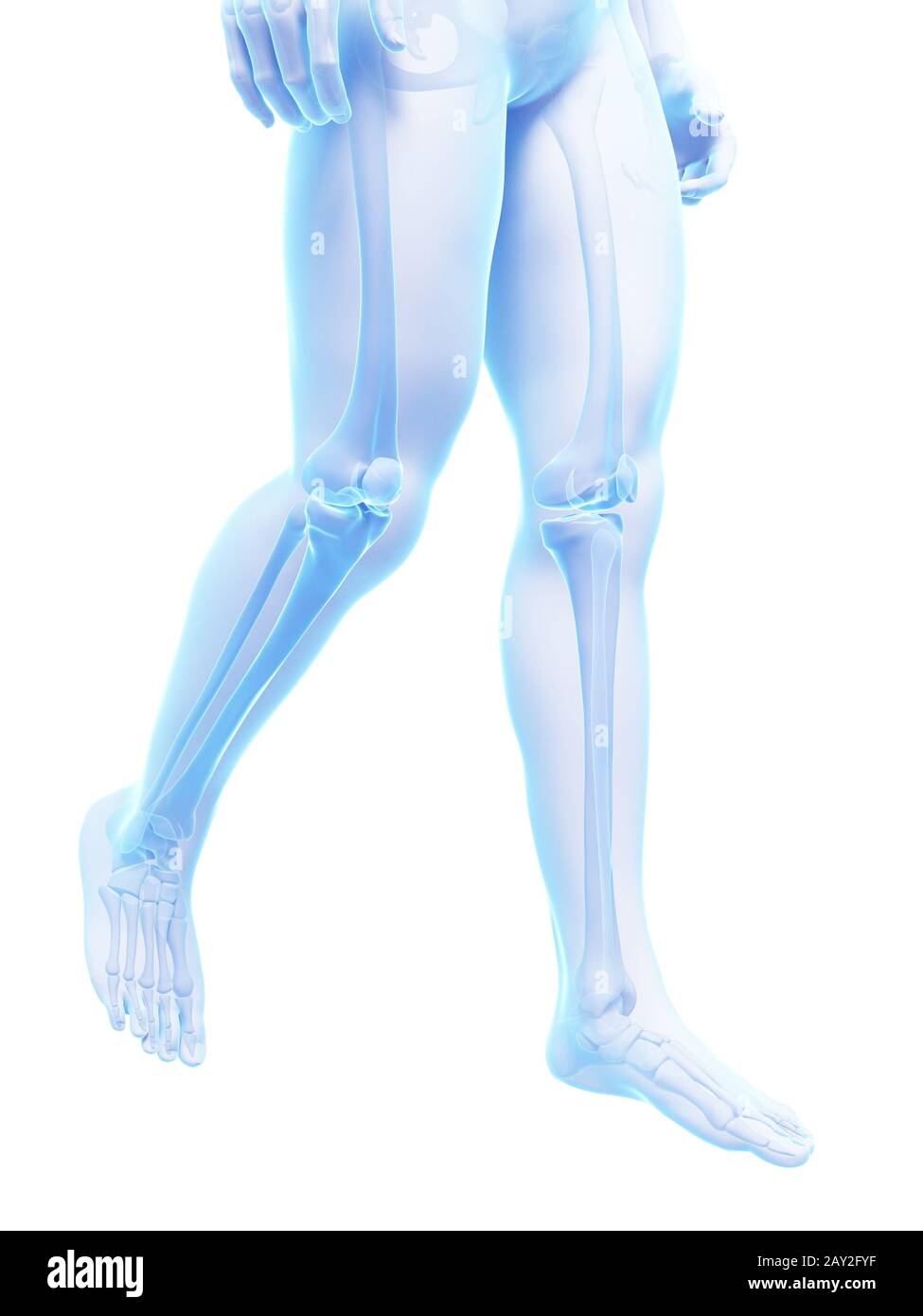 Rendering 3d Illustrazione medica - gambe scheletrico Foto Stock