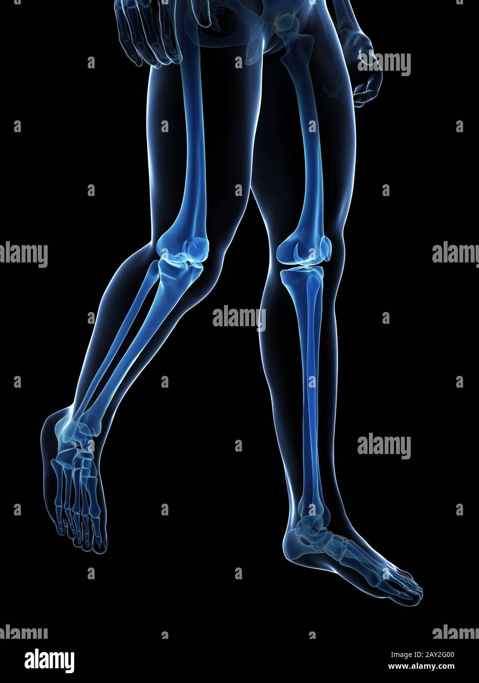 Rendering 3d Illustrazione medica - gambe scheletrico Foto Stock