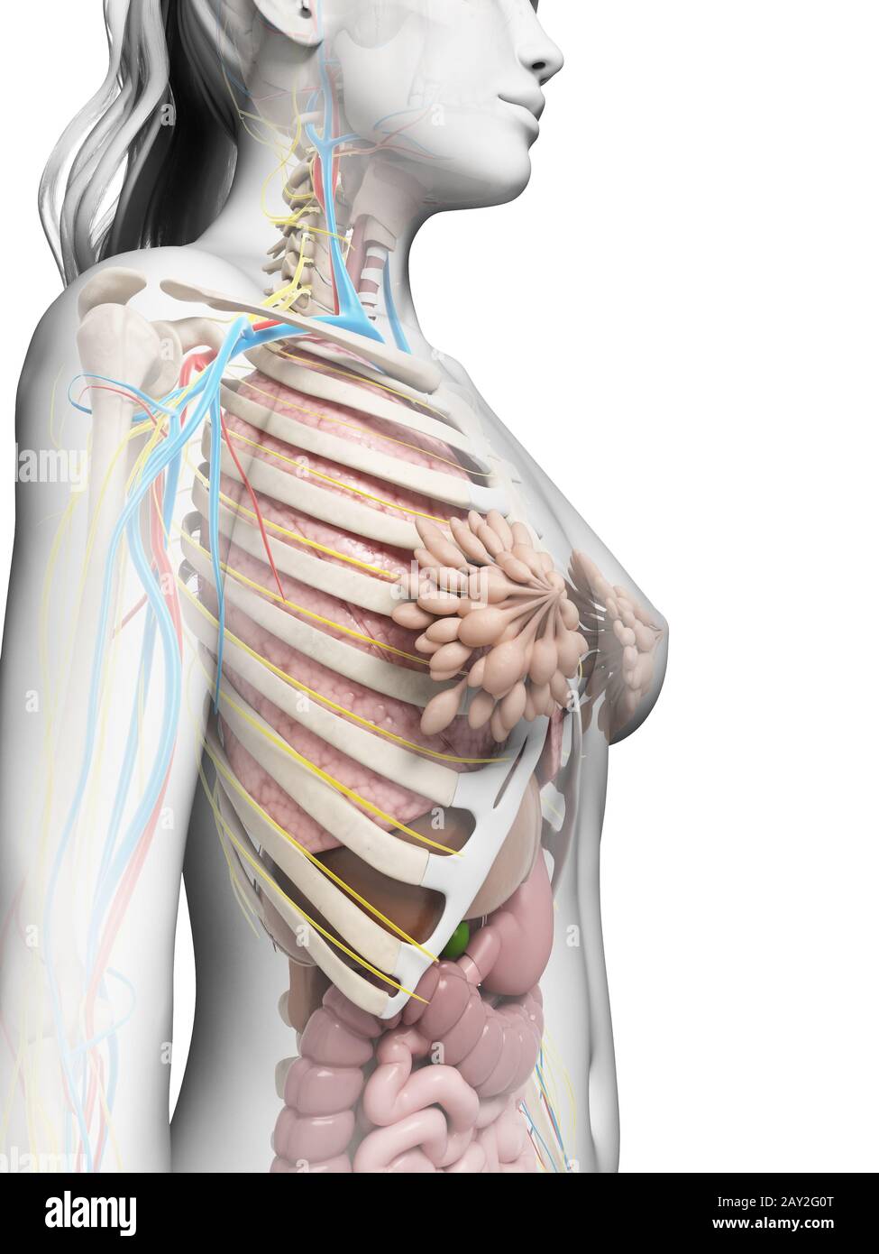 3d reso illustrazione dell'anatomia femminile Foto Stock