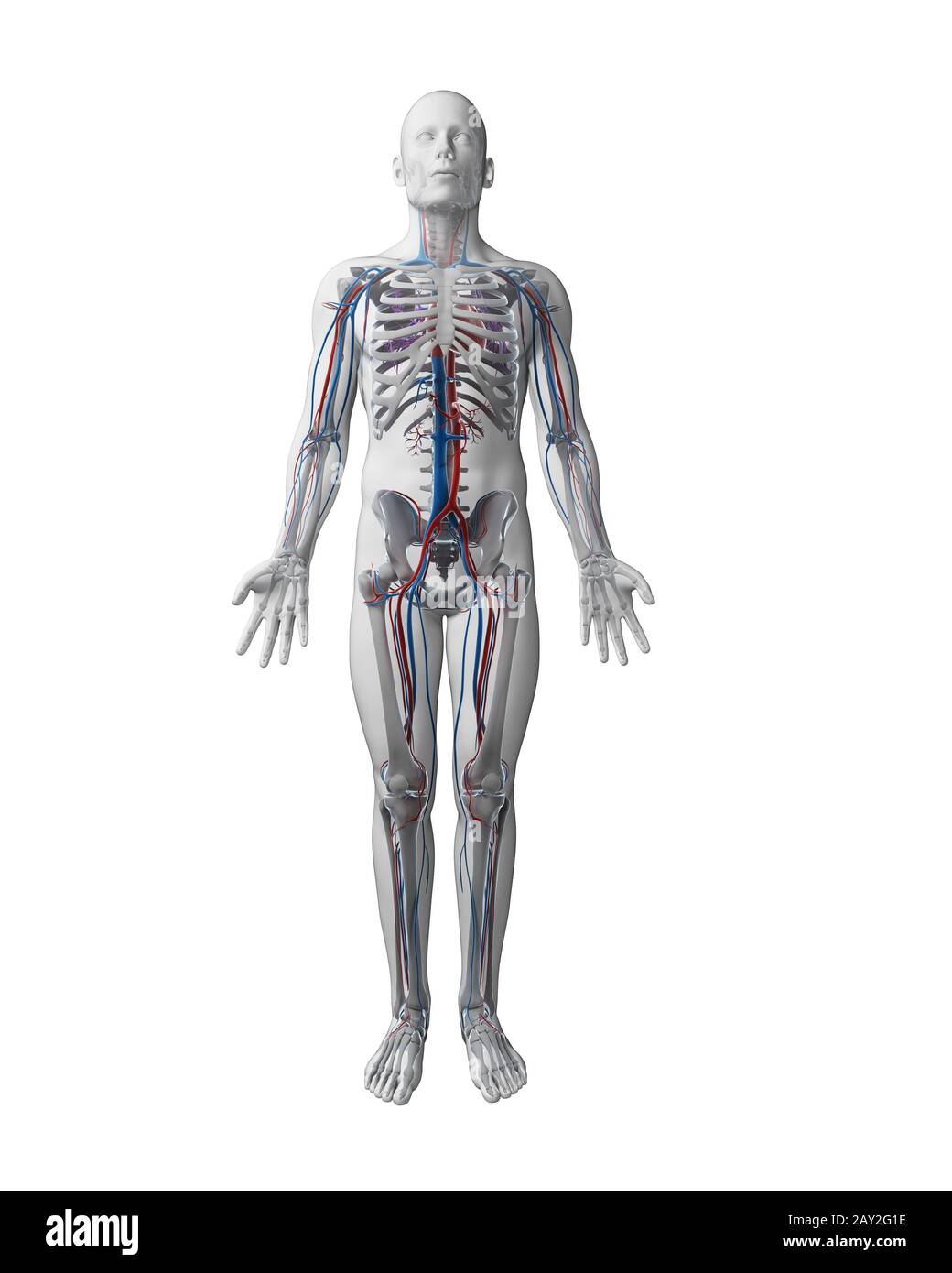 Rendering 3d - Illustrazione del sistema vascolare Foto Stock