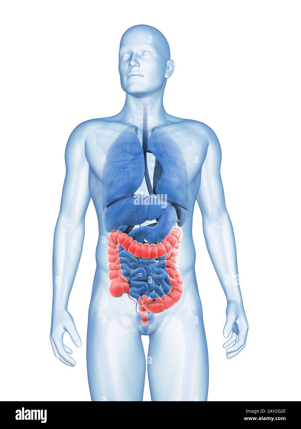3d reso illustrazione del colon maschio Foto Stock