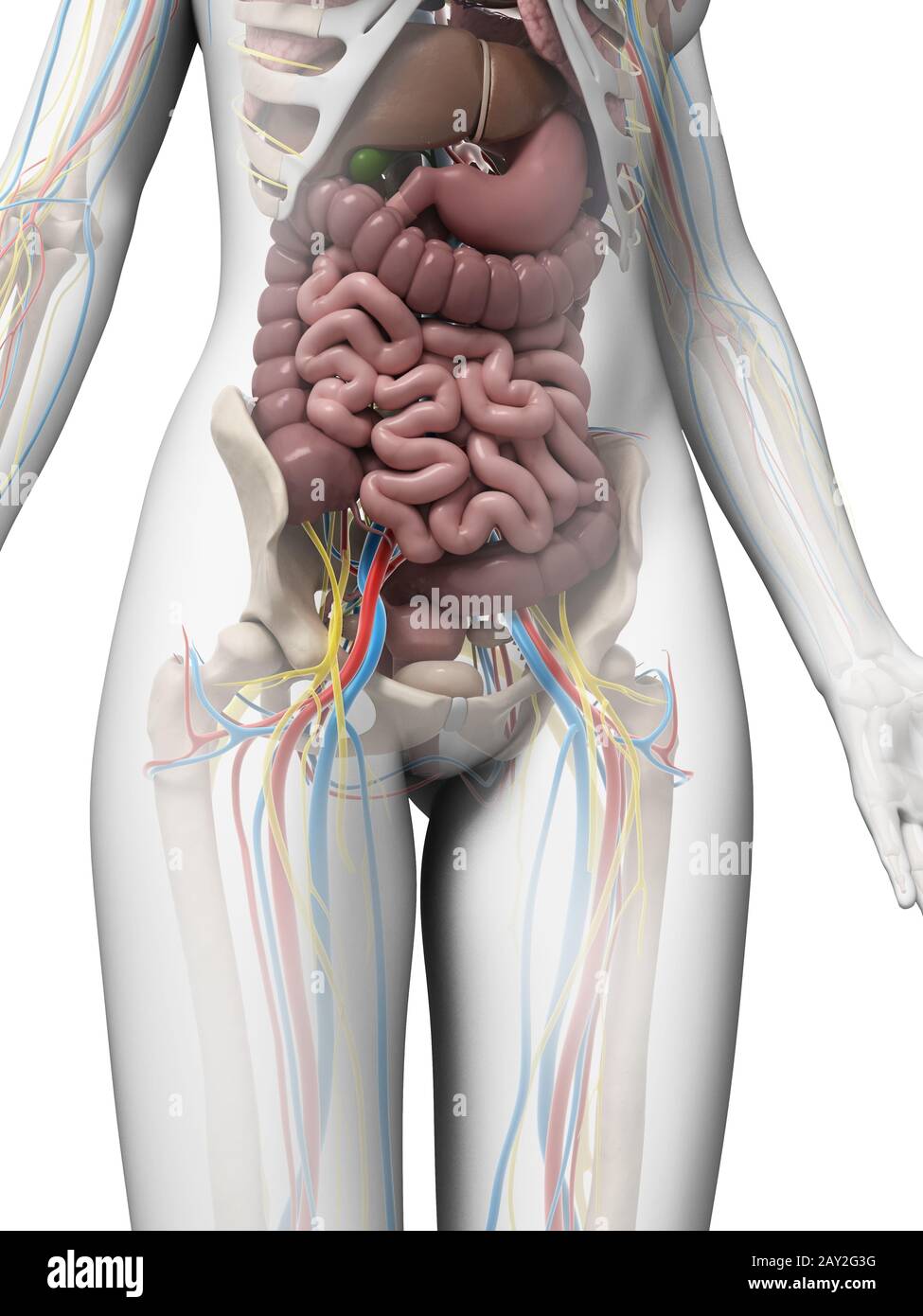 3d reso illustrazione dell'anatomia femminile Foto Stock