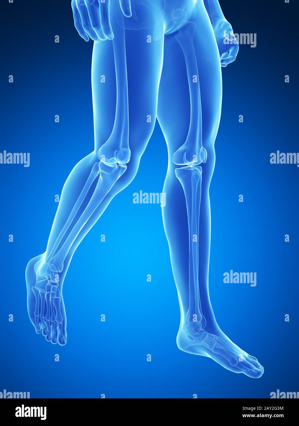 Rendering 3d Illustrazione medica - gambe scheletrico Foto Stock
