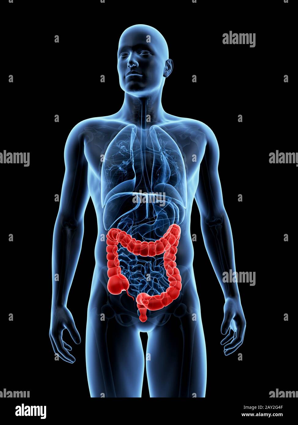 3d reso illustrazione del colon maschio Foto Stock