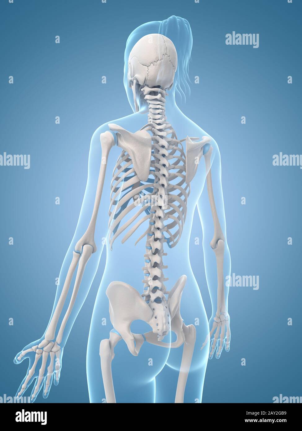 Illustrazione medica dello scheletro indietro Foto Stock