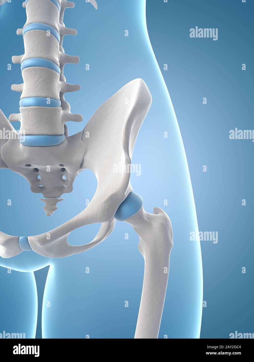 Illustrazione medica dell'anca scheletrico Foto Stock