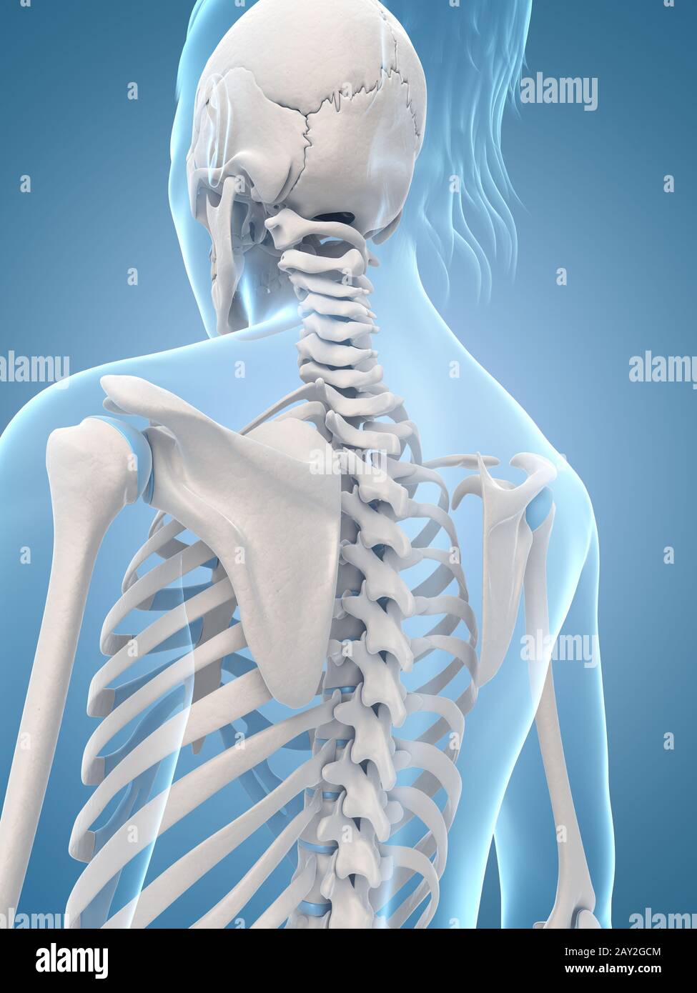 Illustrazione medica dello scheletro indietro Foto Stock