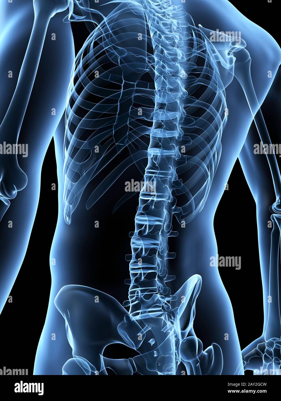 Illustrazione medica dello scheletro indietro Foto Stock