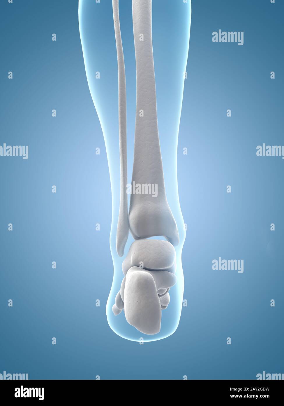 Illustrazione medica del piede scheletrico Foto Stock