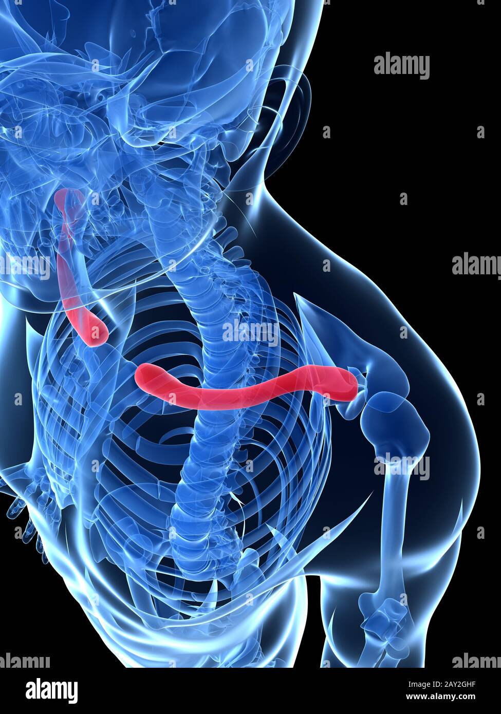 3d reso illustrazione - la clavicola Foto Stock