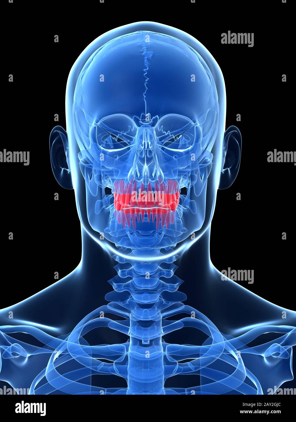 3d reso illustrazione - denti Foto Stock