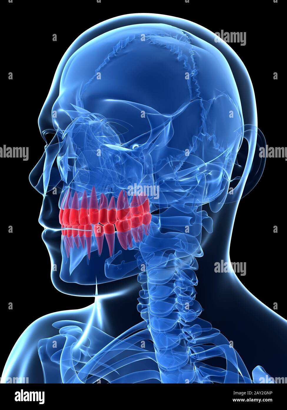3d reso illustrazione - denti Foto Stock