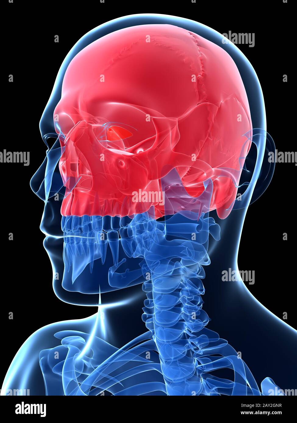 3d reso illustrazione - Cranio Foto Stock