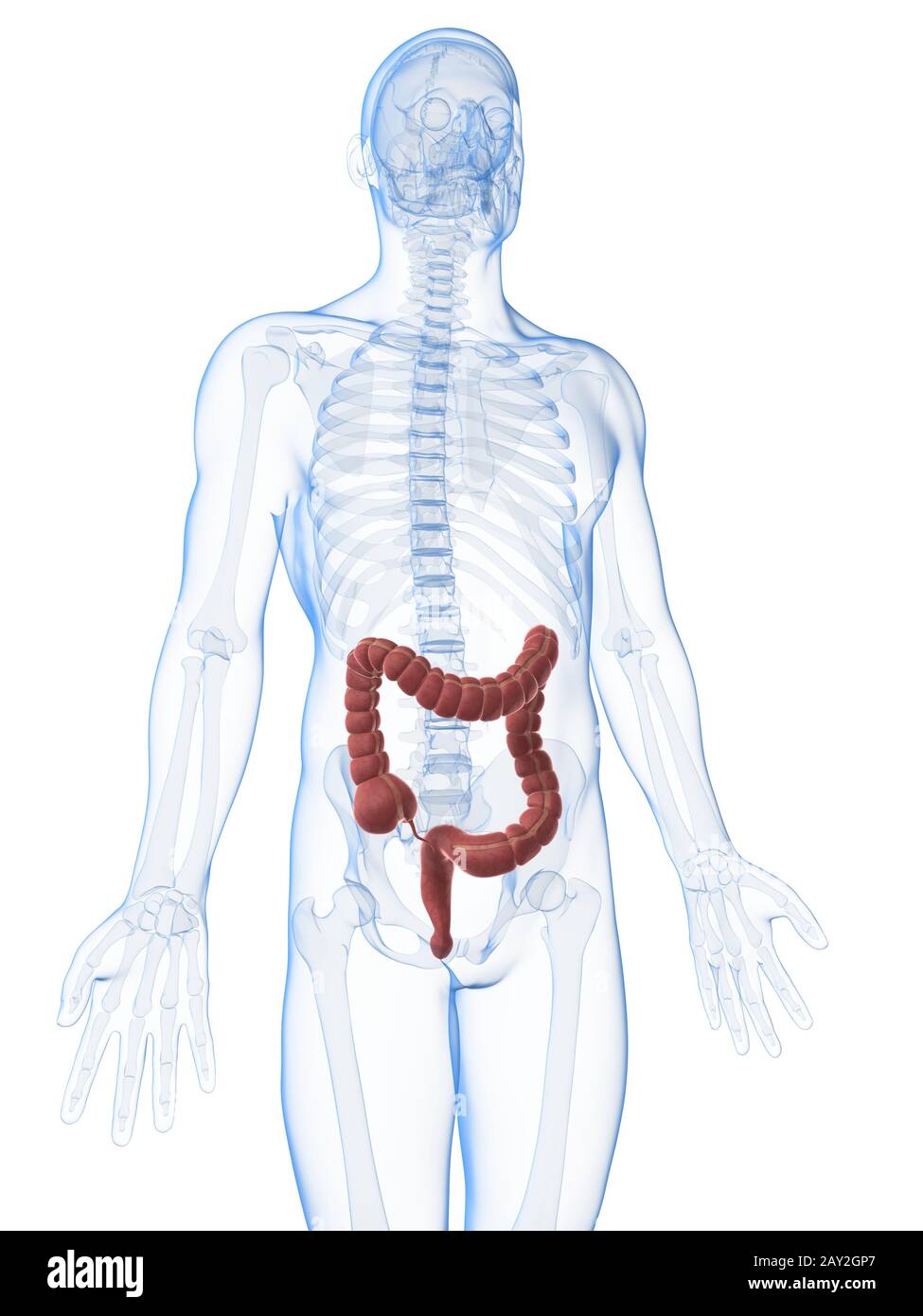 3d reso illustrazione del colon maschio Foto Stock