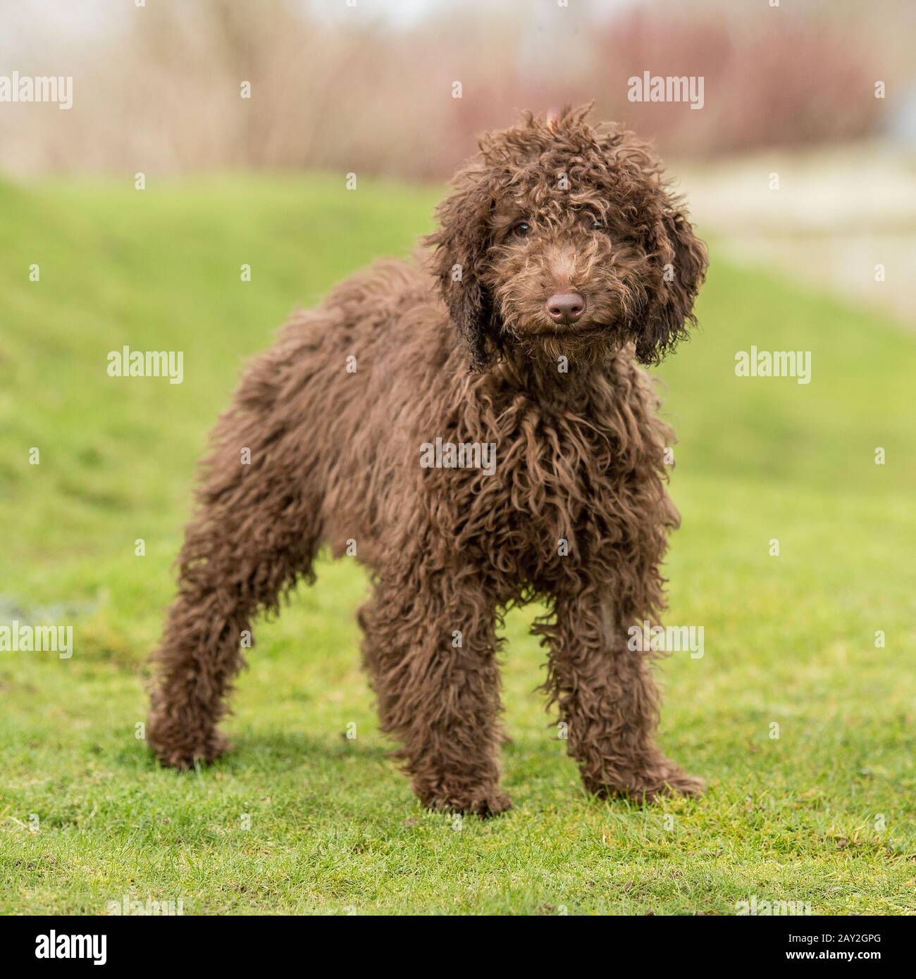 Labradoodle cucciolo Foto Stock