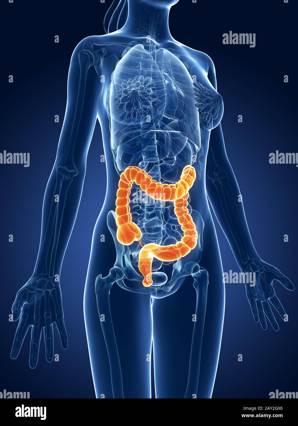 Rendering 3d Illustrazione medica - femmina colon Foto Stock