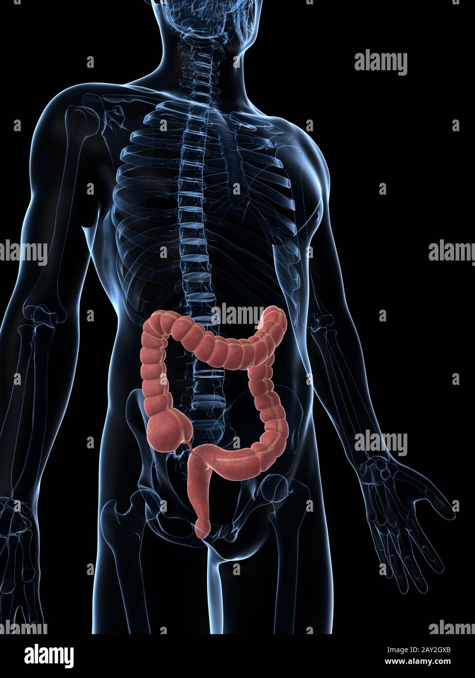 3d reso illustrazione del colon maschio Foto Stock