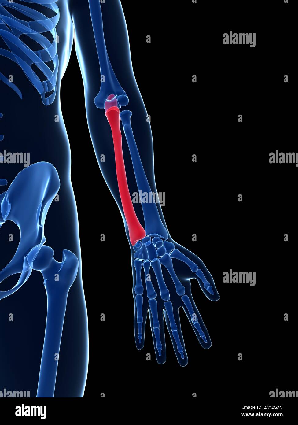 3d reso illustrazione - ulna Foto Stock