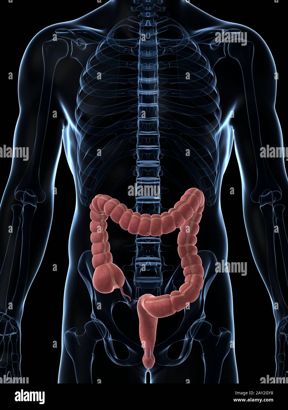 3d reso illustrazione del colon maschio Foto Stock