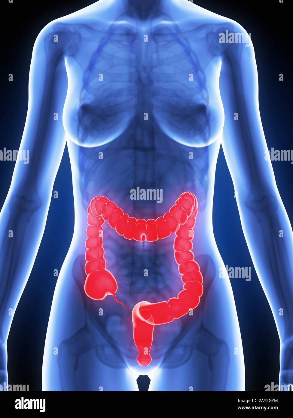 3d reso illustrazione di una donna colon Foto Stock
