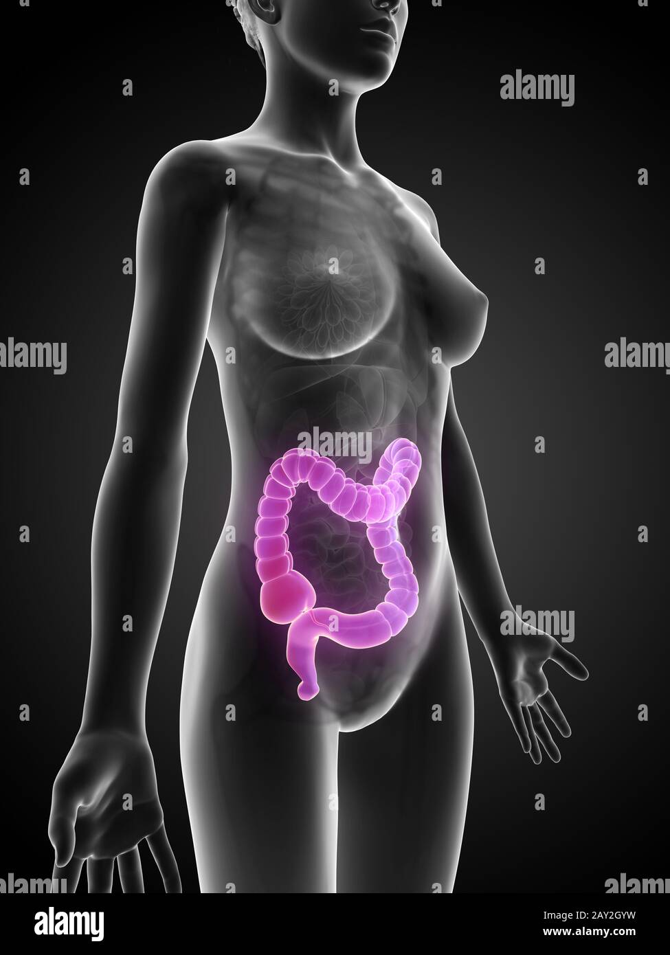 3d reso illustrazione di una donna colon Foto Stock