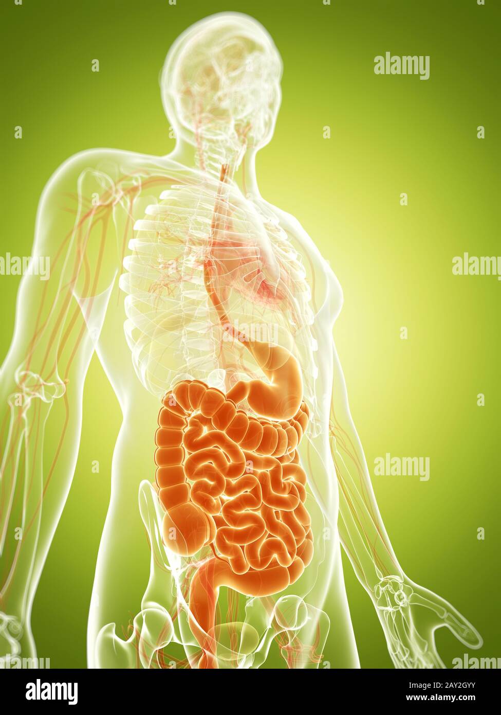 3d reso illustrazione del sistema digestivo Foto Stock