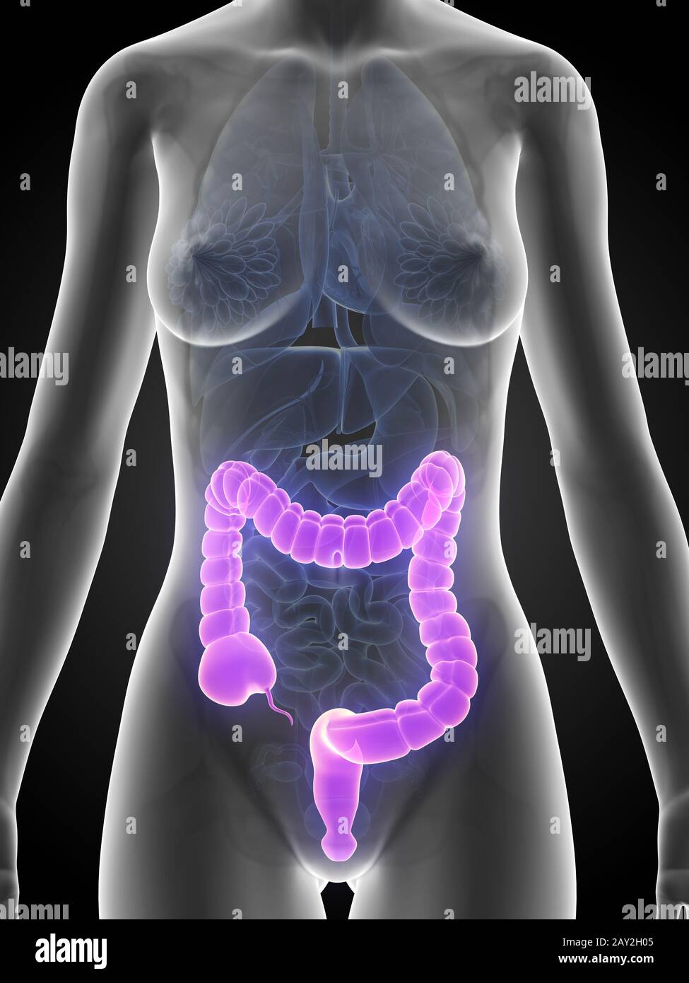 3d reso illustrazione di una donna colon Foto Stock
